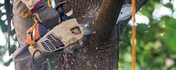 Trusted Southern Shores, NC Tree Removal Experts