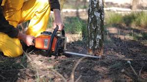 Best Tree Mulching  in Southern Shores, NC
