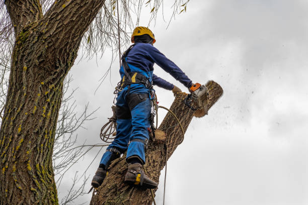 Best Fruit Tree Pruning  in Southern Shores, NC