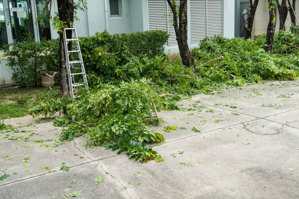 Best Emergency Tree Removal  in Southern Shores, NC
