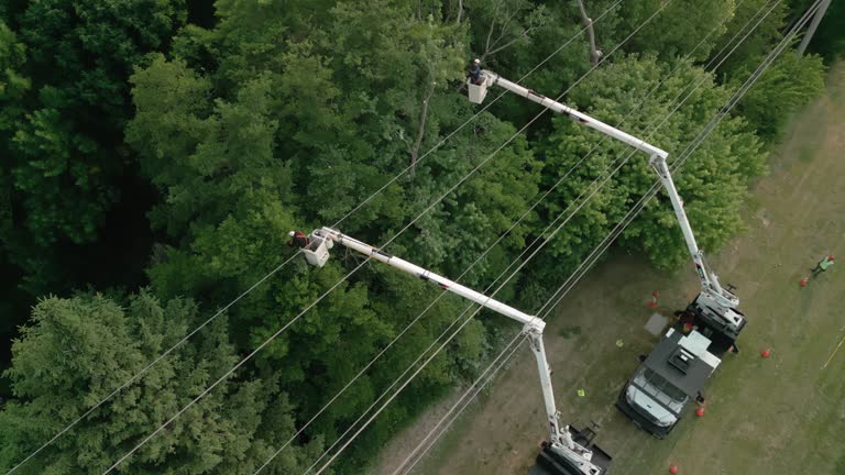 How Our Tree Care Process Works  in  Southern Shores, NC