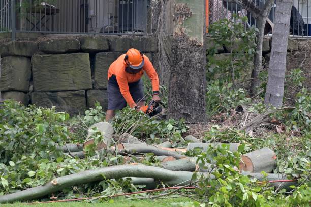 Best Tree Preservation Services  in Southern Shores, NC
